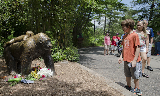 A gorilla, a boy, and God's created order