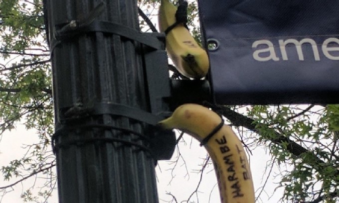 Bananas Lynched on College Campus