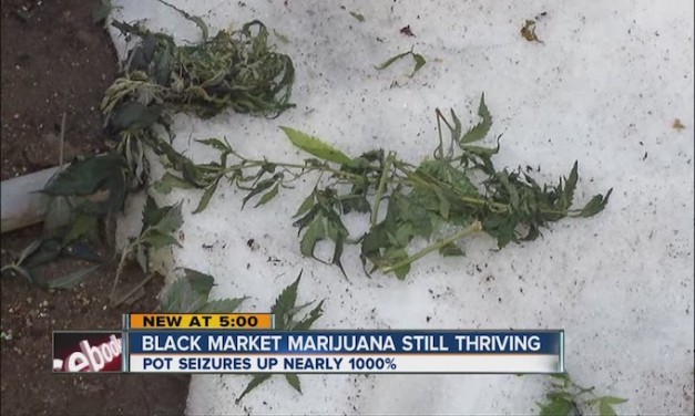 Legalized marijuana has brought huge black market problems to Colorado