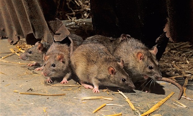 Oh, rats! As New Yorkers emerge from pandemic, so do rodents