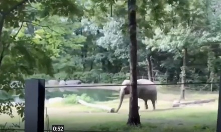 Bronx Zoo’s Happy the elephant is ‘not a person,’ N.Y. Court of Appeals rules