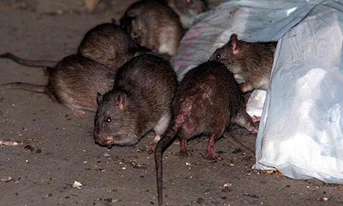 Bill de Blasio slammed for growing trash, rodent problems