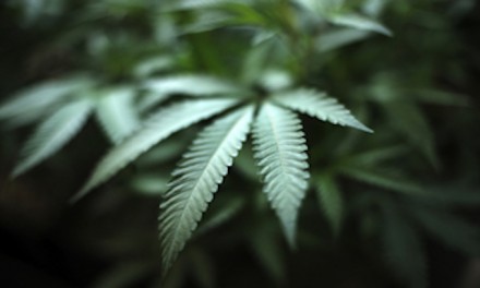 States with weaker marijuana laws see more impaired driving, report says