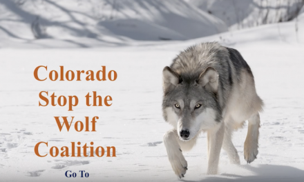 Voters will decide whether to reintroduce wolves in Colorado