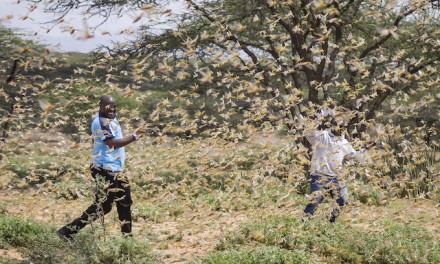 Locusts of Biblical Proportions: Experts Fear New Swarms in Eastern Africa, 20 Times As Large