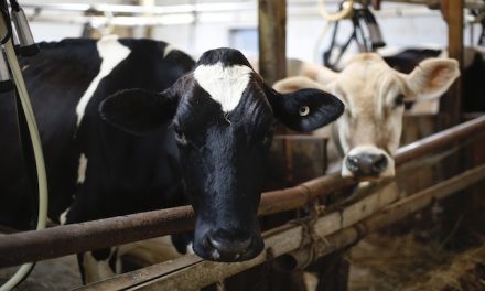 Dairy industry dumps milk as demand drops due to pandemic