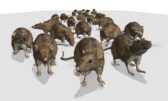 Chicago is ‘rat capitol’ for 7th straight year, New York finishes 3rd