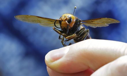 Crews vacuum ‘murder hornets’ out of Washington nest