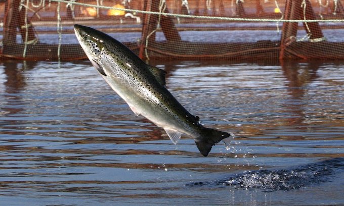 Trump eyes aquaculture boom, but environmentalists dig in to block it