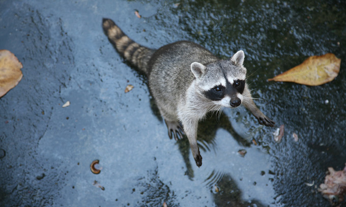 White House press corps not popular with raccoons either