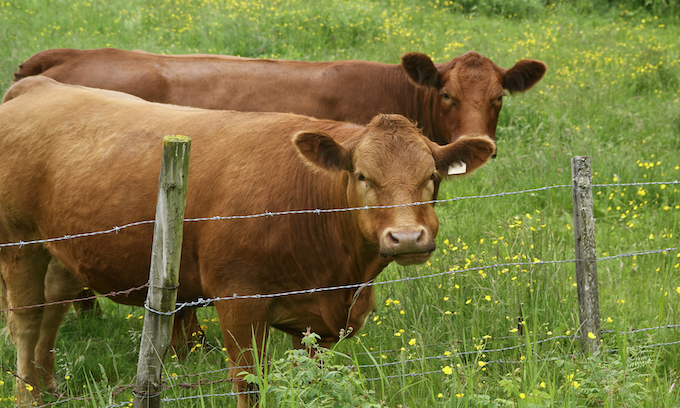 White House says Trump can protect ranchers while importing more beef