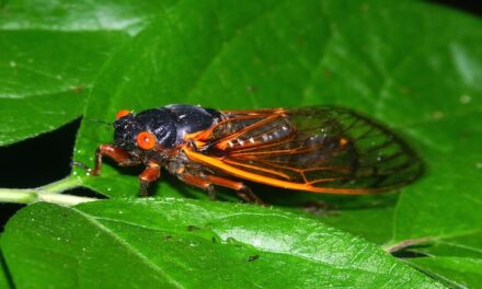So, who’s eating Cicadas?