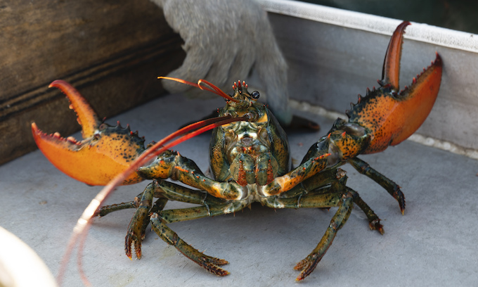 House Democrat blasts Biden over ‘fancy dinner’ that includes Maine lobster